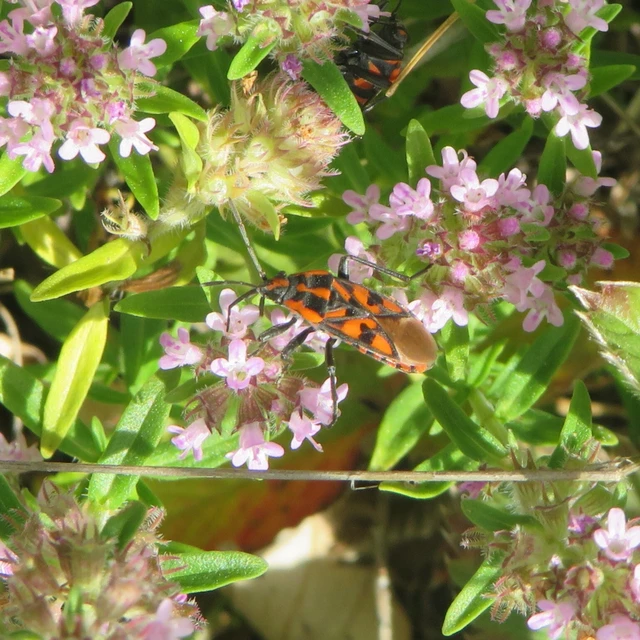 Spilostethus saxatilis - virágbodobács