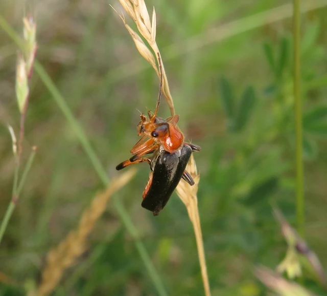 Cantharis livida - mezei lágybogár