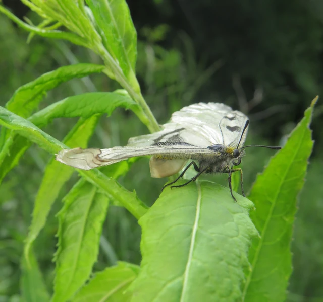 Parnassius mnemosyne - kis apollólepke