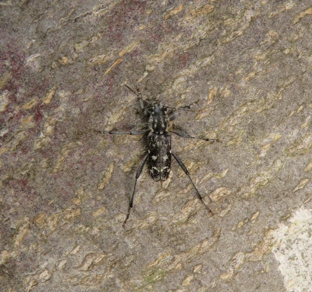 Xylotrechus rusticus - egérszínű darázscincér Xylotrechus rusticus - egérszínű darázscincér