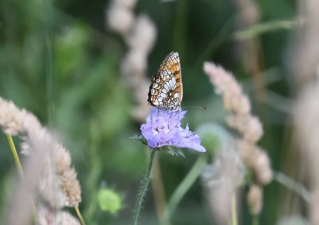 Melitaea athalia - közönséges tarkalepke