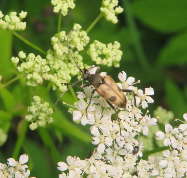Pachytodes cerambyciformis - változékony virágcincér