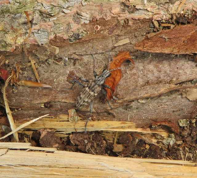 Rhagium inquisitor - fenyves-tövisescincér