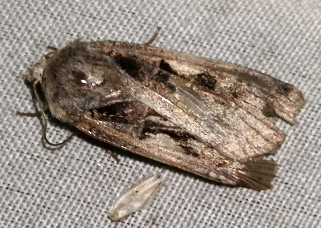 Xestia c-nigrum - c-betűs fűbagoly