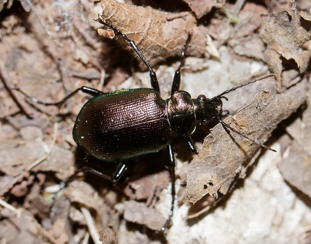 Calosoma inquisitor - kis bábrabló