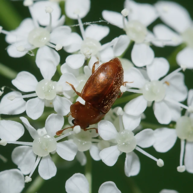 Epuraea Epuraea