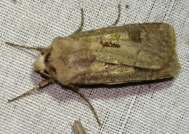 Agrotis exclamationis - felkiáltójeles földibagoly