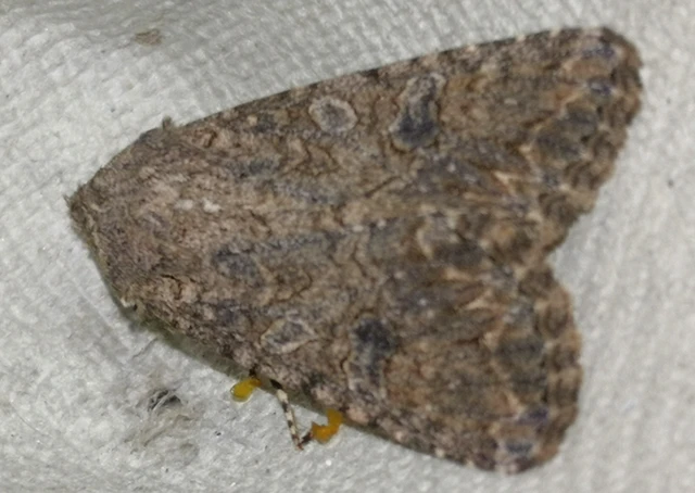Hadula trifolii - lóherebagoly