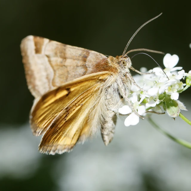 Euclidia glyphica - közönséges nappalibagoly