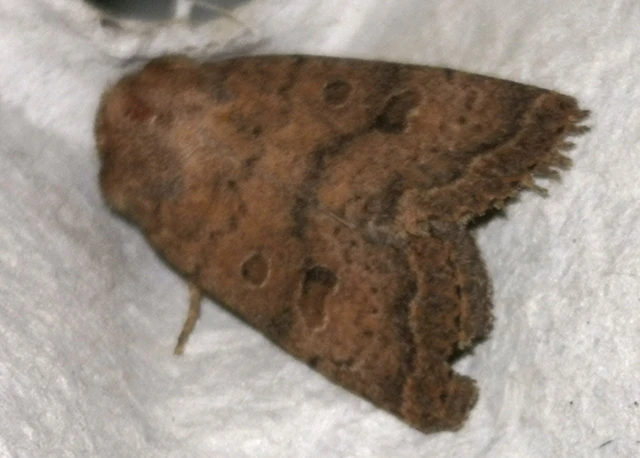 Hoplodrina octogenaria - barna selymesbagoly