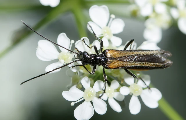 Oedemera pthysica - feketeszegélyű álcincér Oedemera pthysica - feketeszegélyű álcincér