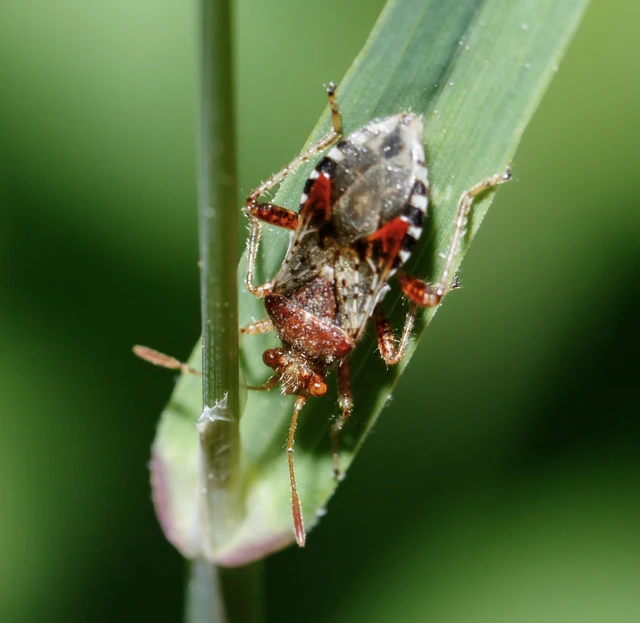 Rhopalidae - üvegpoloskák
