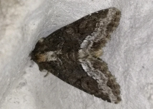 Oligia strigilis - kormos dudvabagoly