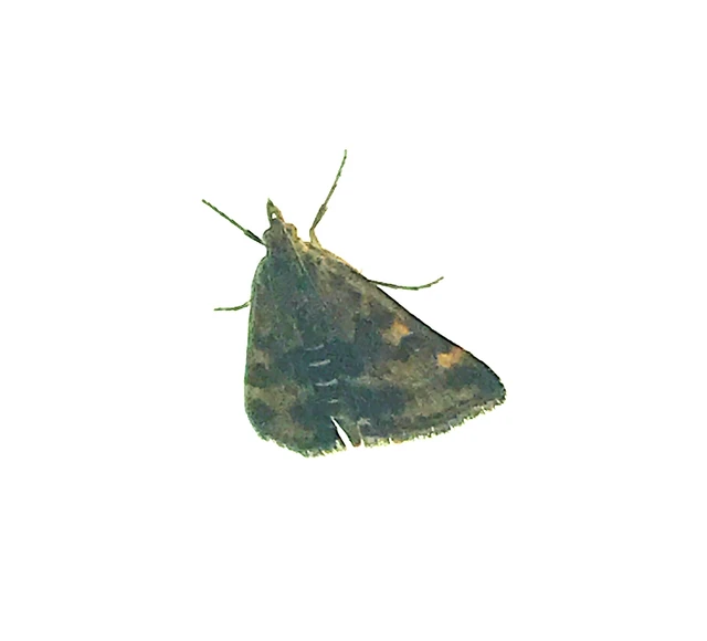 Pyrausta despicata - réti bíbormoly