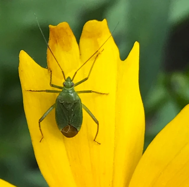 Miridae - mezeipoloskák