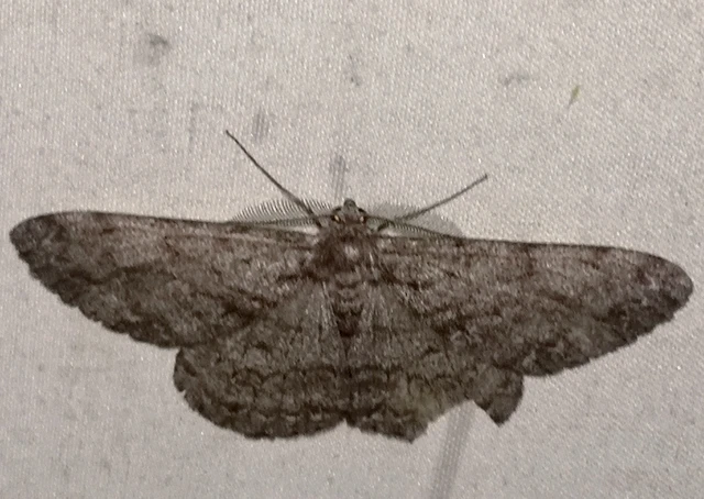 Hypomecis roboraria - nagy tölgyfaaraszoló