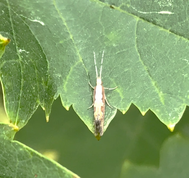 Plutella xylostella - káposztamoly