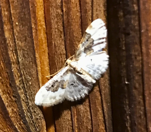 Idaea rusticata - tarka apróaraszoló