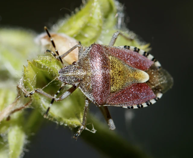 Dolycoris baccarum - közönséges bogyómászó-poloska Dolycoris baccarum - közönséges bogyómászó-poloska