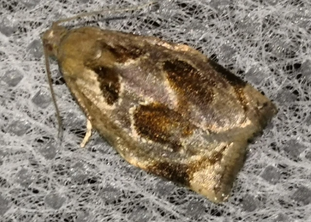 Archips crataegana - cseresznyeilonca