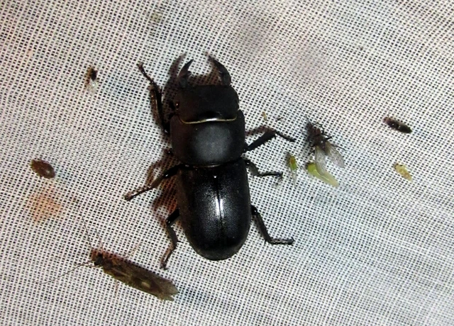 Dorcus parallelipipedus - kis szarvasbogár