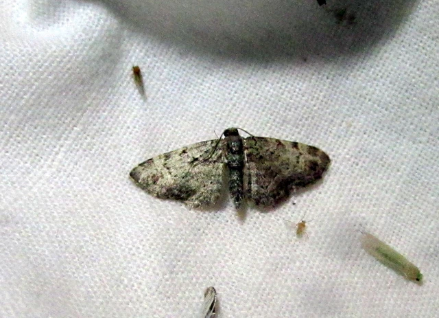 Pasiphila rectangulata - almavirág-araszoló