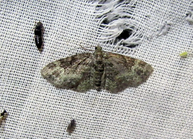 Pasiphila rectangulata - almavirág-araszoló