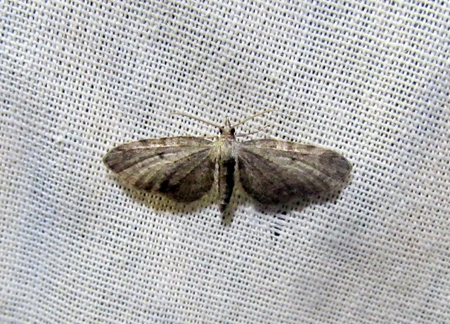 Eupithecia