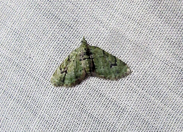 Chloroclystis v-ata - zöldes törpearaszoló