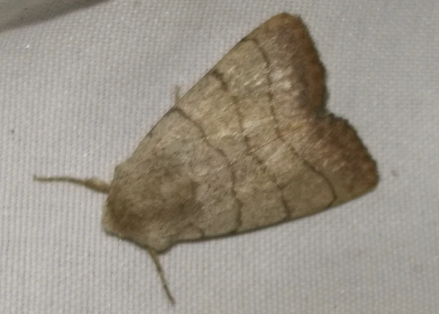 Charanyca trigrammica - háromsávos lombbagoly