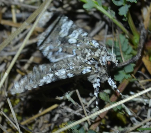 Lamprosticta culta - hármasfoltú bagoly