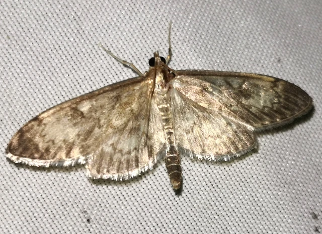 Anania lancealis - hosszúszárnyú tűzmoly