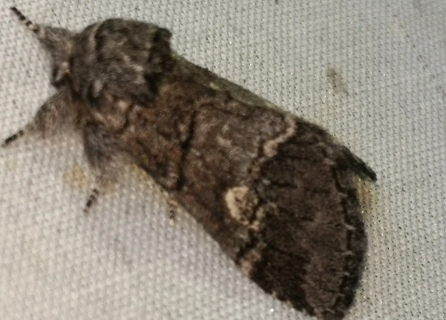 Drymonia querna - tölgyfa-púposszövő