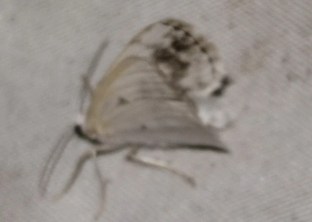 Lomographa temerata - foltos fehéraraszoló