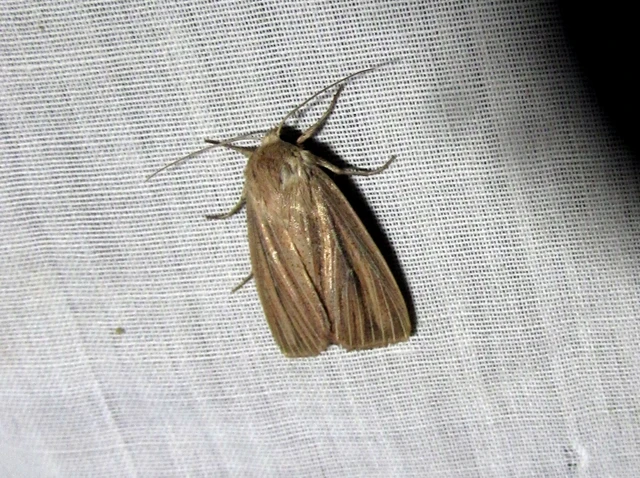 Mythimna pudorina - vörös rétibagoly