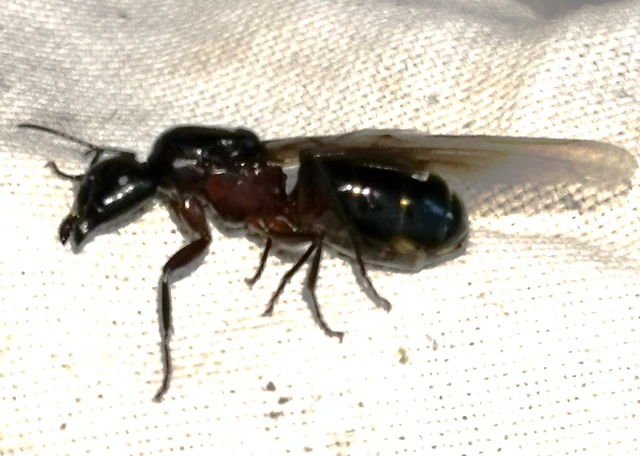 Camponotus ligniperda - faodvasító lóhangya