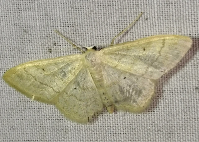 Idaea deversaria - egyszínű sávosaraszoló