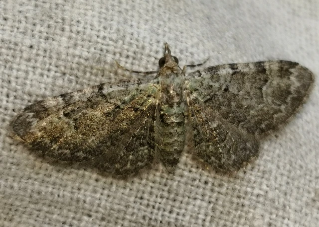 Pasiphila rectangulata - almavirág-araszoló
