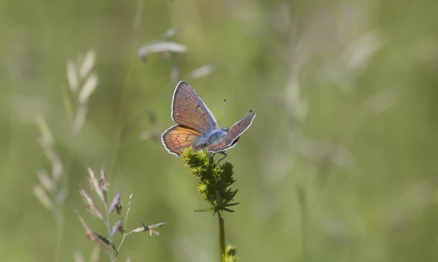 Lycaena alciphron - ibolyás tűzlepke