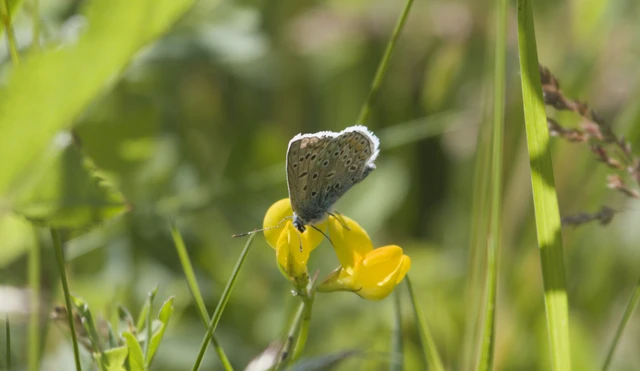 Polyommatus icarus - közönséges boglárka