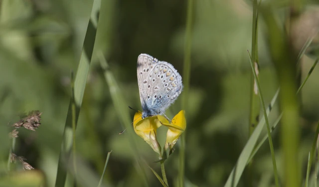 Polyommatus icarus - közönséges boglárka