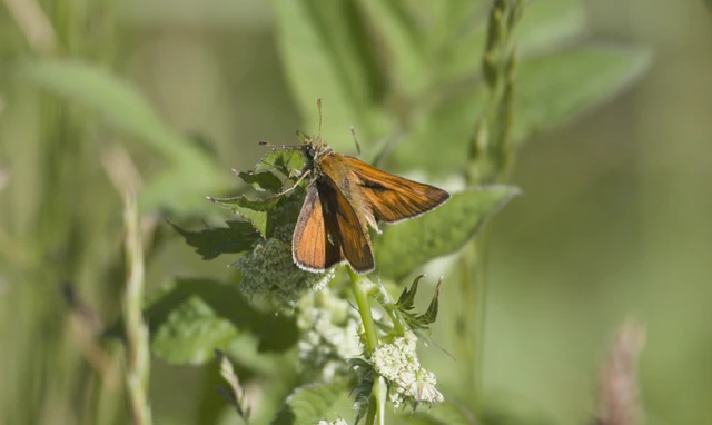 Ochlodes sylvanus - erdei busalepke