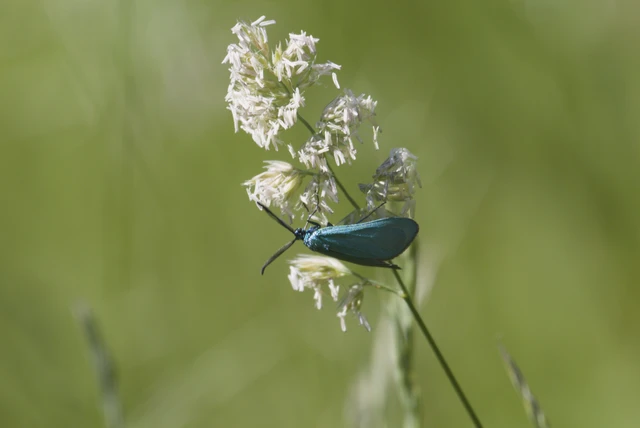Microlepidoptera - Molylepkék