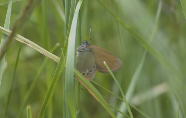 Coenonympha glycerion - közönséges szénalepke