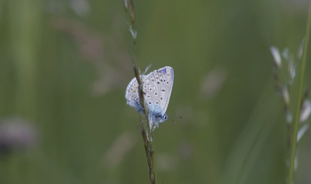 Polyommatus icarus - közönséges boglárka