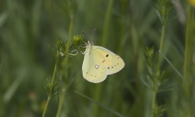 Colias croceus - sáfránylepke