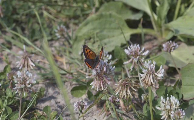 Lycaena phlaeas - közönséges tűzlepke Lycaena phlaeas - közönséges tűzlepke