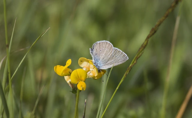 Cyaniris semiargus - aprószemes boglárka