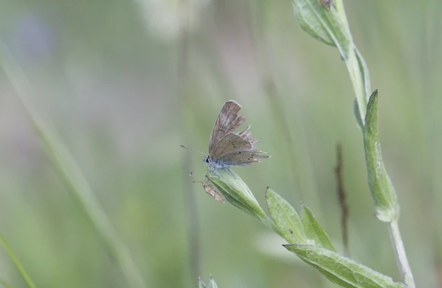 Cyaniris semiargus - aprószemes boglárka