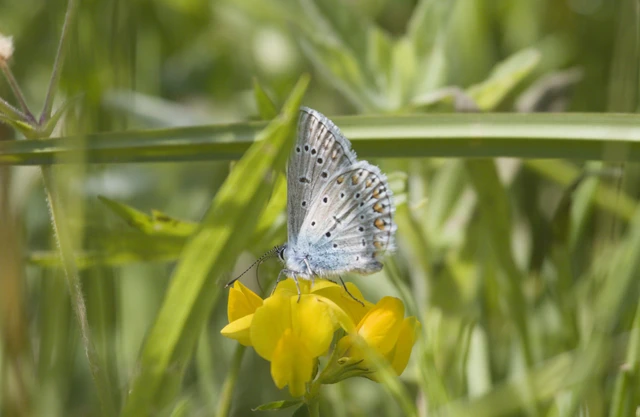 Polyommatus icarus - közönséges boglárka